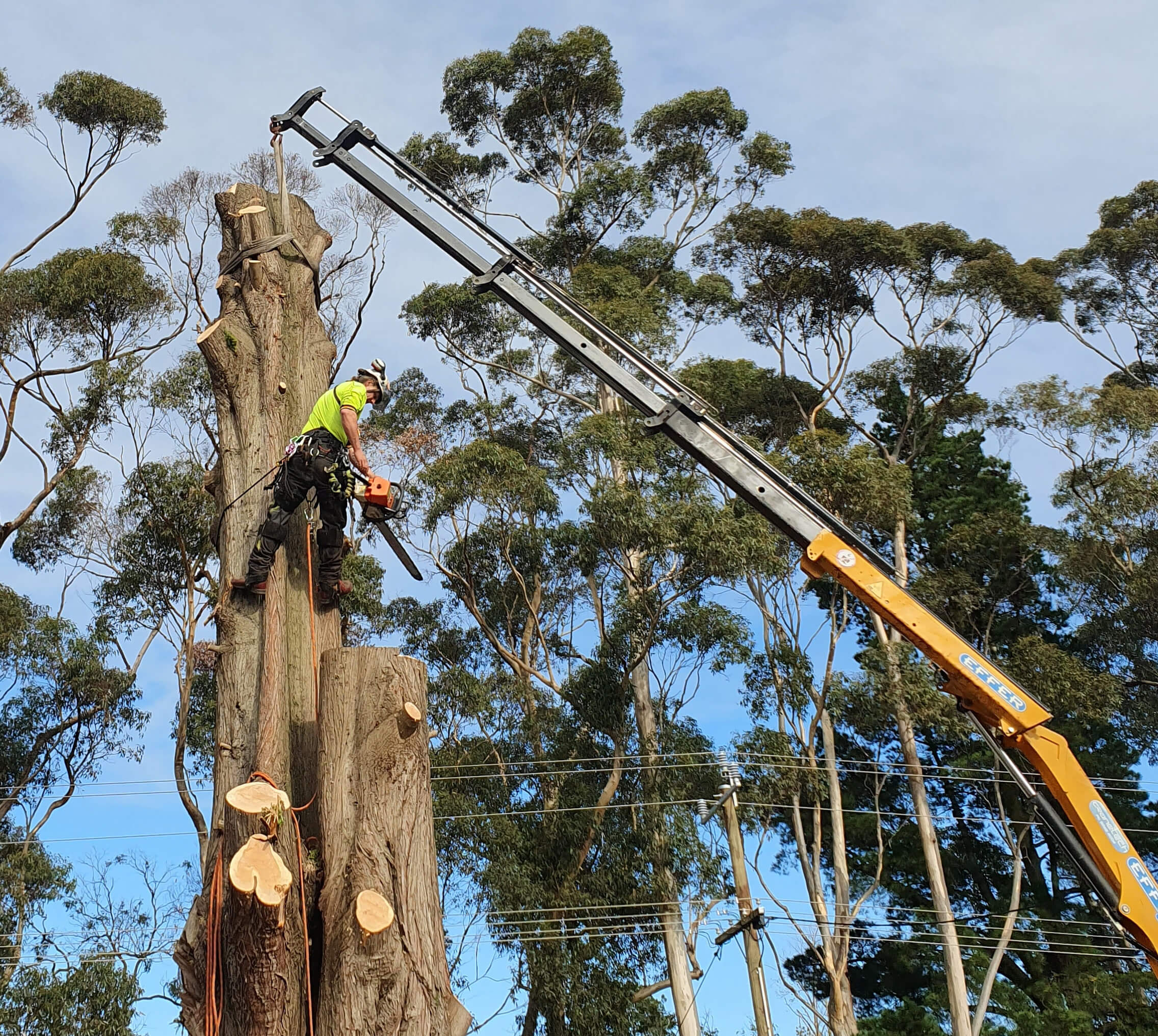 artistreeptc-tree-removal-specialised-rigging
